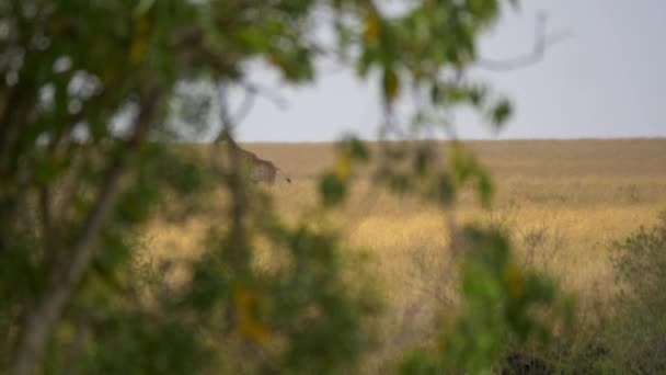 Masai Καμηλοπάρδαλη Δει Μέσα Από Κλαδιά — Αρχείο Βίντεο