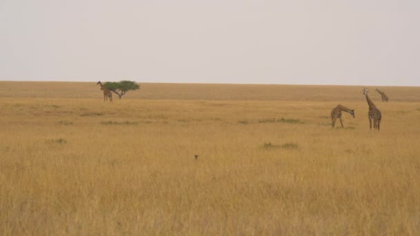 Fåglar Och Giraffer Masai Mara — Stockvideo