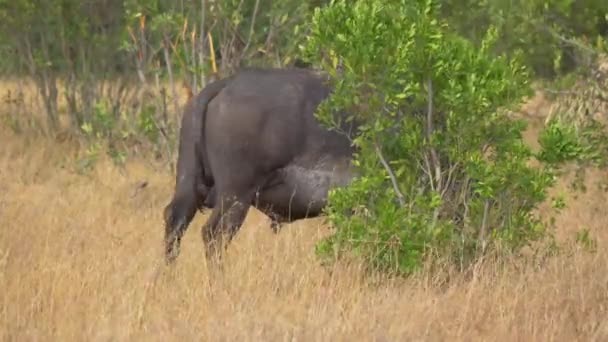 Búfalo Africano Pastando Detrás Arbustos — Vídeo de stock