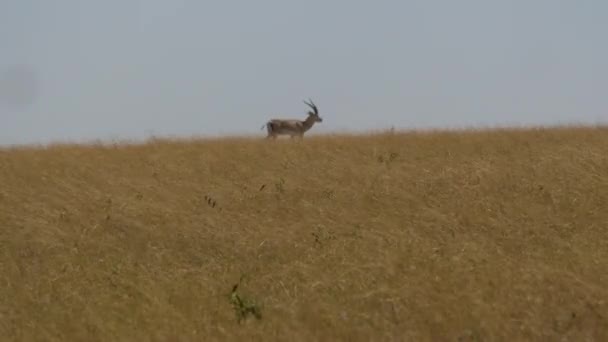Mężczyzna Impala Spacery Sucha Trawa — Wideo stockowe