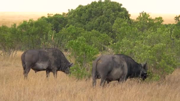Vista Del Pastoreo Búfalos Africanos — Vídeos de Stock