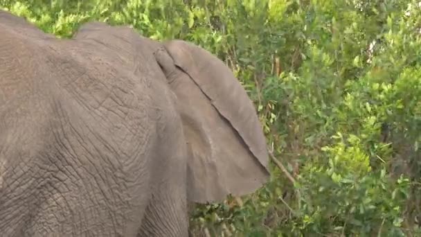 코끼리와 가지들 — 비디오