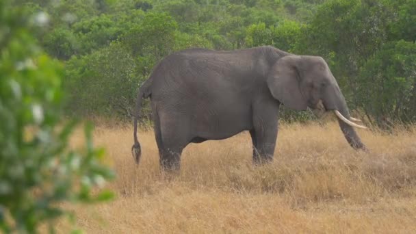 Elephant Eating Dry Grass — Stock Video