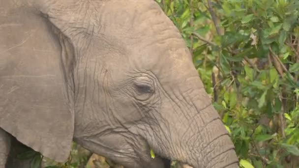 Nahaufnahme Eines Elefanten Beim Fressen — Stockvideo