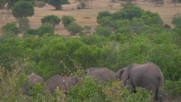 Herd Elephants Eating Bushes — Stock Video