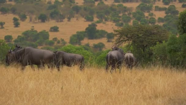 Vilddjur Maasai Maras Nationalreserv — Stockvideo
