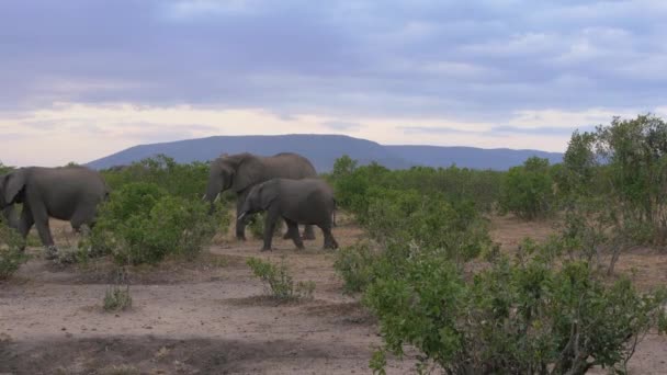 Elephants Walking Bushes — Stock Video