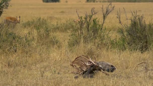 Carcaça Reserva Nacional Maasai Mara — Vídeo de Stock