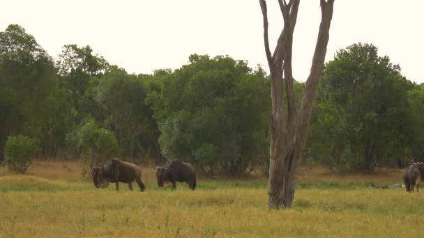 Gnus Bij Een Droge Boomstam — Stockvideo