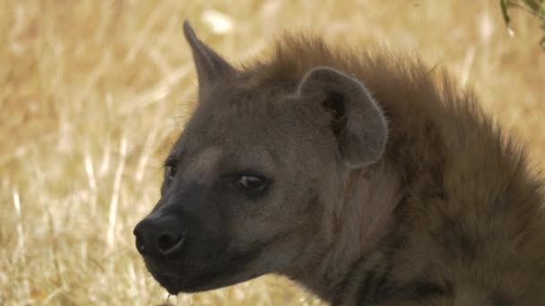 Nahaufnahme Einer Hyäne — Stockvideo