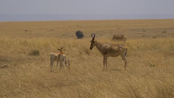 Erwachsene Und Junge Coke Hartebeest Masai Mara — Stockvideo