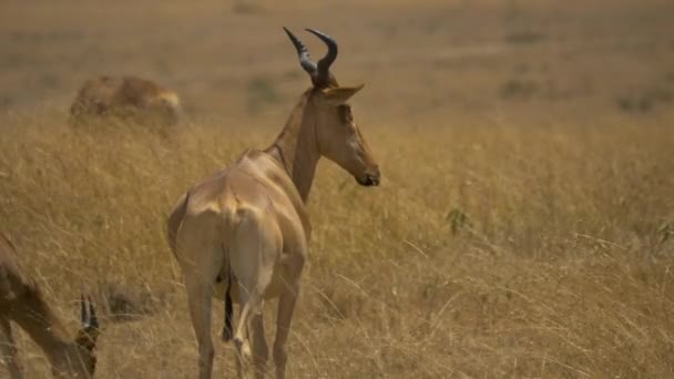 Koks Hartebeest Männchen Masai Mara — Stockvideo