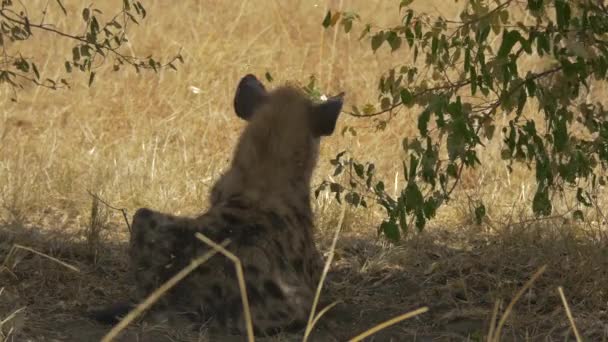 Zauważona Hiena Masai Mara — Wideo stockowe