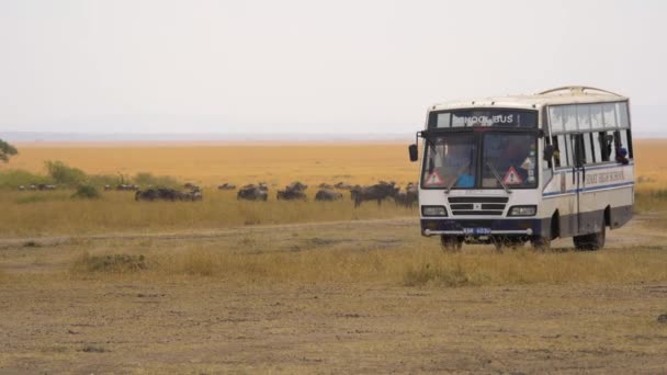 Autobus Masai Mara — Stock video