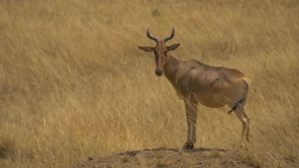 Eine Koks Bestie Der Masai Mara — Stockvideo