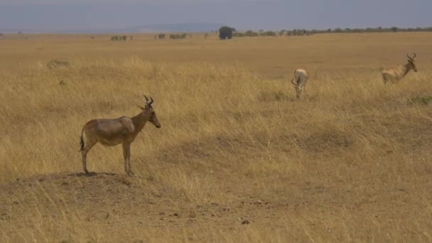Hartebeests Masai Mara — стоковое видео