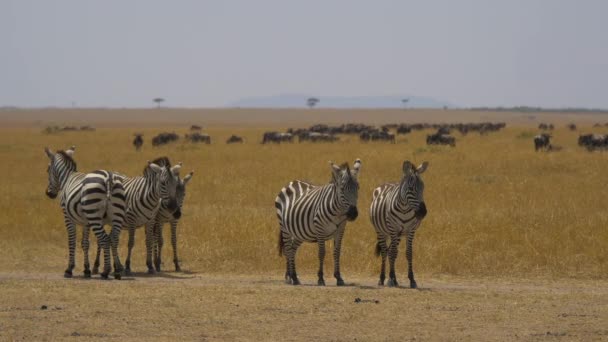 Θαμπή Ζέβρες Masai Mara — Αρχείο Βίντεο
