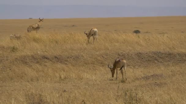 Cokes Hartebeesten Grazen Masai Mara — Stockvideo