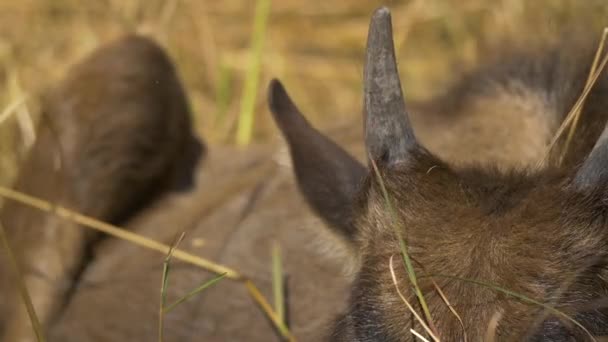 Corna Una Giovane Antilope Topi — Video Stock