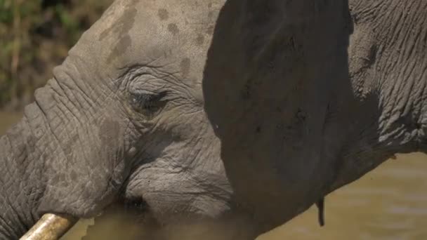 Primer Plano Elefante Bebiendo Agua — Vídeos de Stock