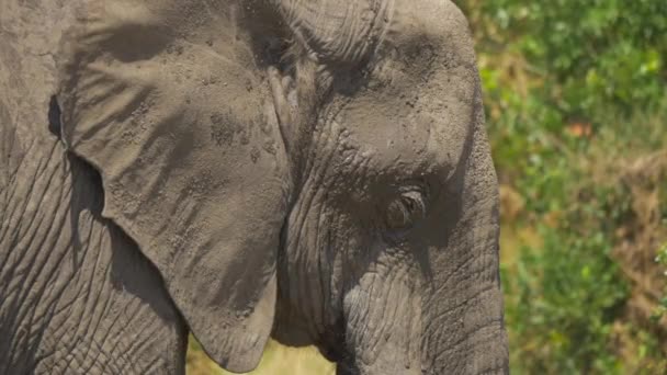 Close Zicht Een Afrikaanse Olifant — Stockvideo