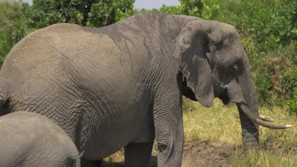 Elefant Mit Nasser Haut — Stockvideo