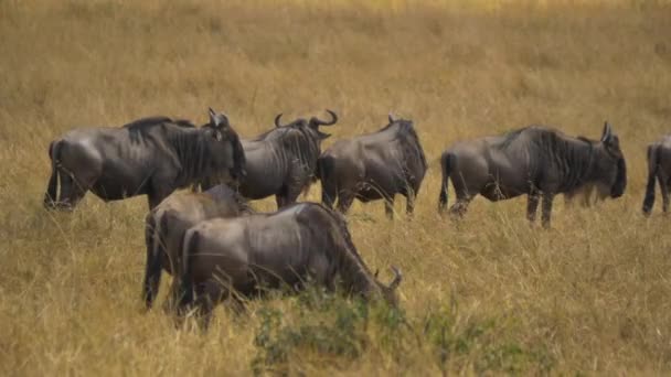 Gnus Stehen Hohen Gras — Stockvideo