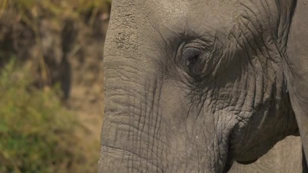 Close Elephant Eye — Stok Video