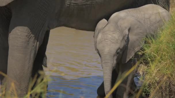 小牛犊站在河边的大象旁边 — 图库视频影像