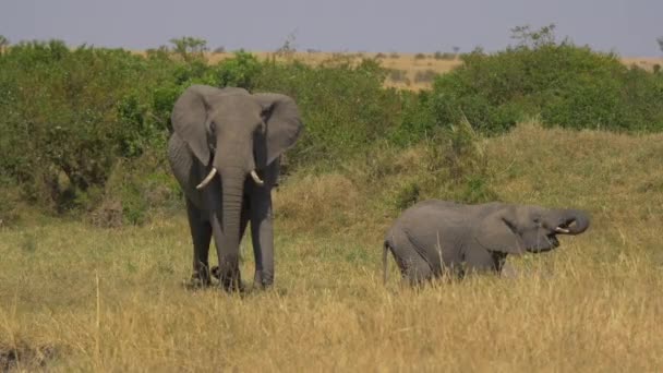 Kalb Trinkt Und Ein Elefant Läuft Vorbei — Stockvideo