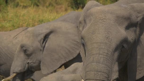 Närbild Afrikanska Elefanter — Stockvideo