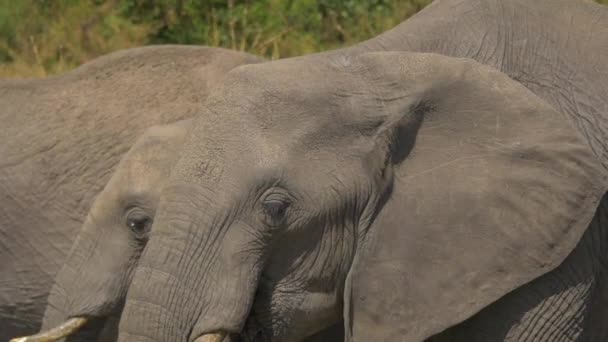 Vue Rapprochée Eau Potable Des Éléphants — Video