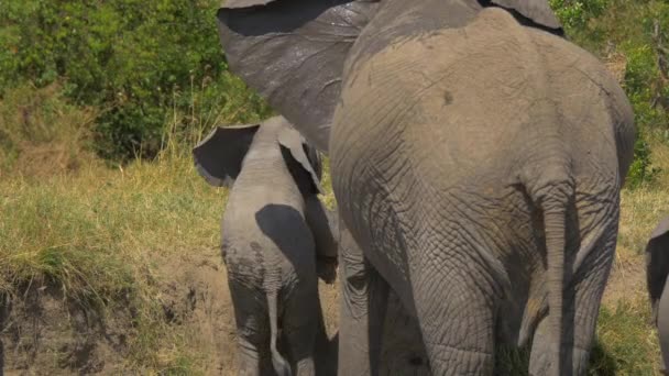 Elefantenkalb Versucht Ein Flussufer Erklimmen — Stockvideo