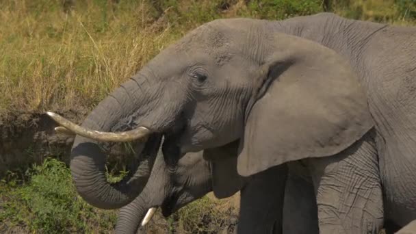 Elefant Mit Kalb Trinkt Wasser — Stockvideo