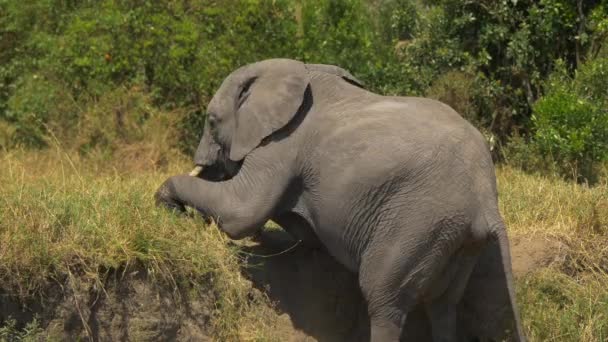 Afrikansk Elefant Klättrar Uppför Flodstrand — Stockvideo