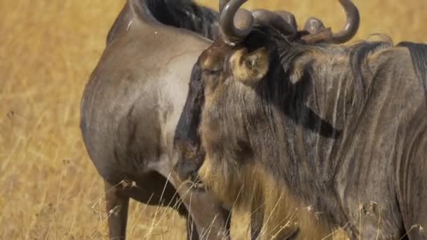 Close Wildebeests — Stock Video