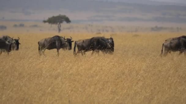 Wildebeesten Wandelen Savanne — Stockvideo