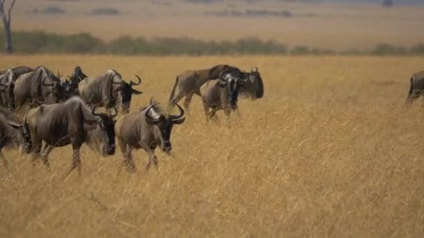 Manada Gnus Andando Masai Mara — Vídeo de Stock