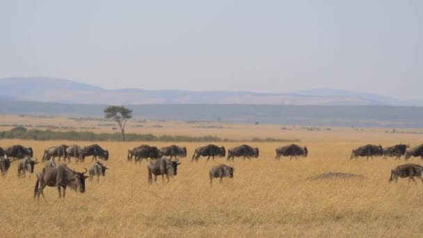 Gnus Flock Vandrar Masai Mara — Stockvideo