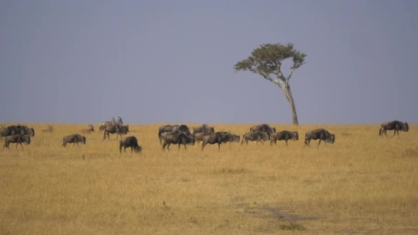 Gnus Betar Torra Slätter Nära Ett Träd — Stockvideo