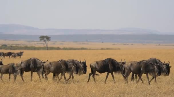 乾燥した平野を歩く野生の野生動物の群れ — ストック動画