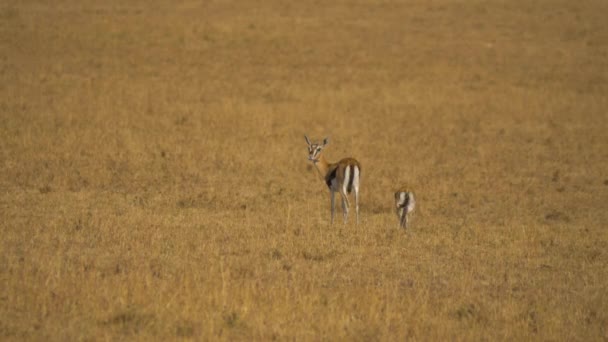 Thomson Gazelles Her Calf — Stock Video