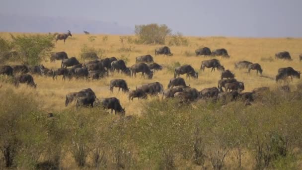 Gnus Και Άλλα Αντιλόπα Βόσκησης — Αρχείο Βίντεο