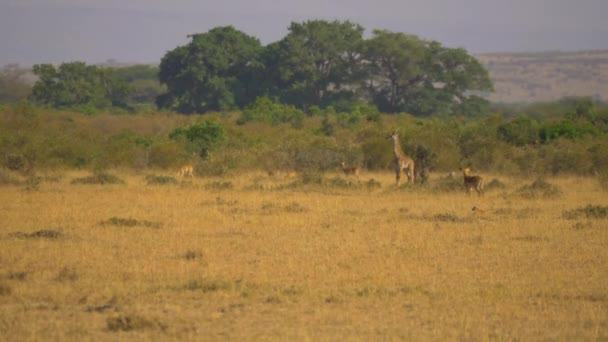 Giraff Och Impalas Savannen — Stockvideo