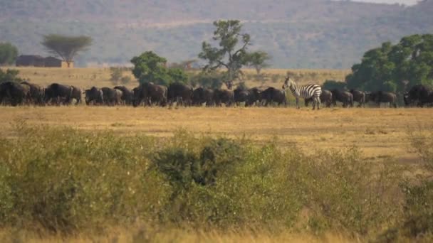 Αγέλη Του Gnus Και Μια Ζέβρα Στο Masai Mara — Αρχείο Βίντεο