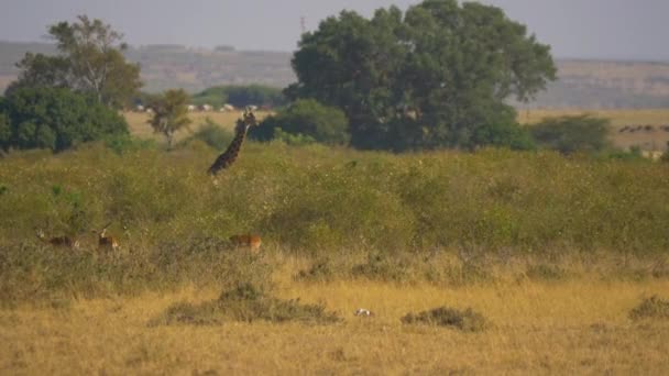 Masai Mara Zürafa Impalalar — Stok video
