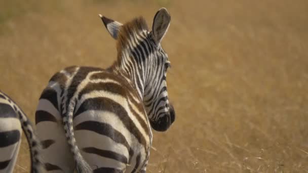Achteraanzicht Van Een Zebra — Stockvideo