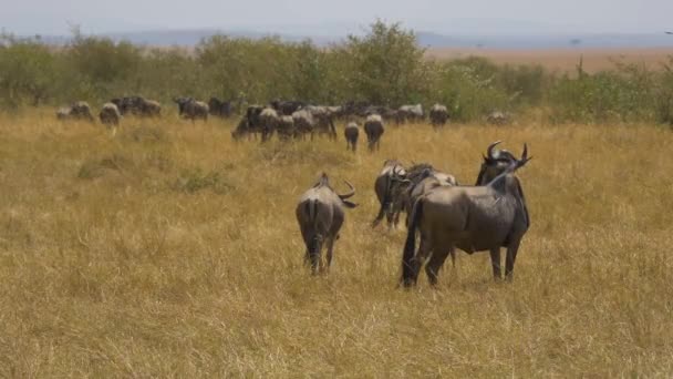 Gnus Droge Vlakten Van Masai Mara — Stockvideo