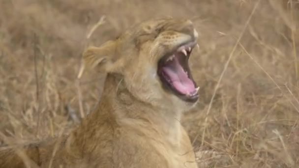 Lioness Yawning Masai Mara — Stock Video