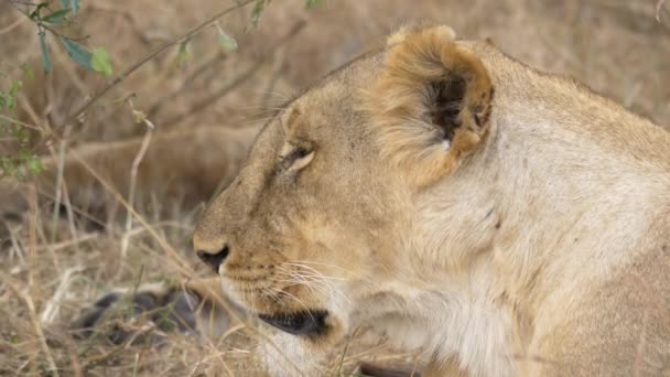 Close Resting Lioness — Stock Video